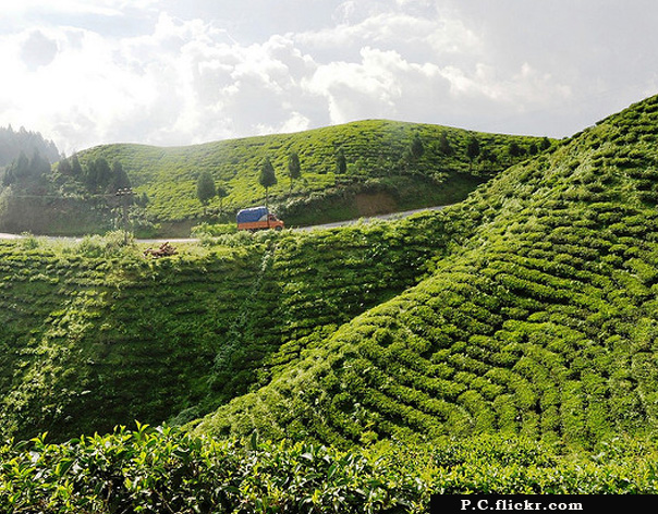 Happy Valley Tea Estate