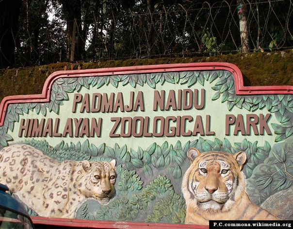 Padmaja Naidu Himalayan Zoological Park