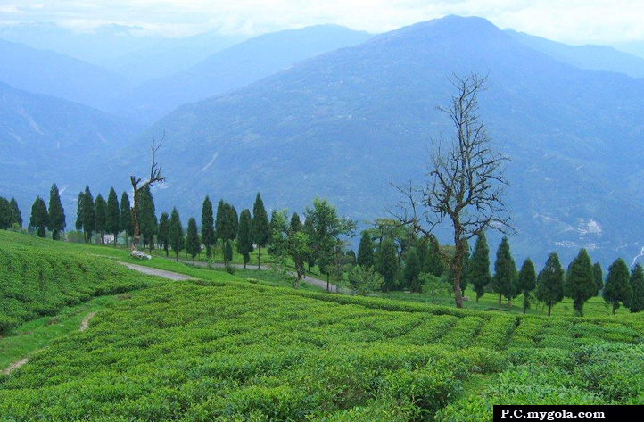 Temi Tea Garden- where the greens do the talking