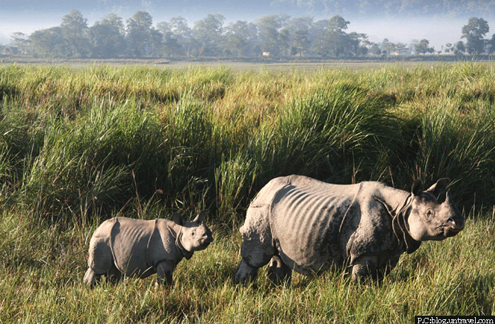 Spot one-horned rhinos in Kaziranga Wildlife Sanctuary