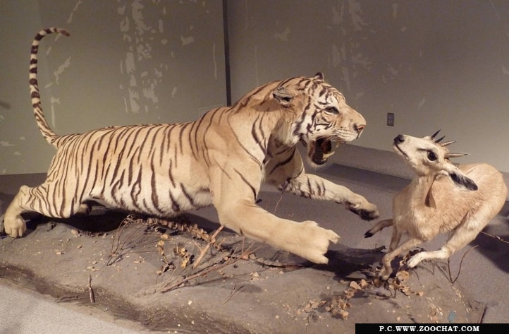 Bengal-Natural-History-Museum-min