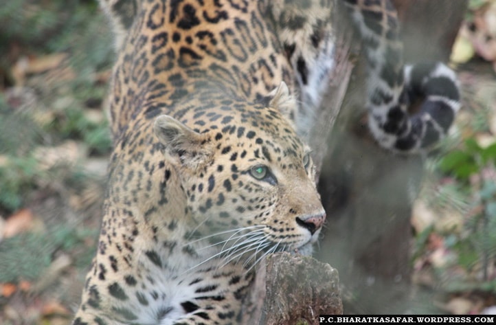 Padmaji-Naidu-Himalayan-Zoological-Park