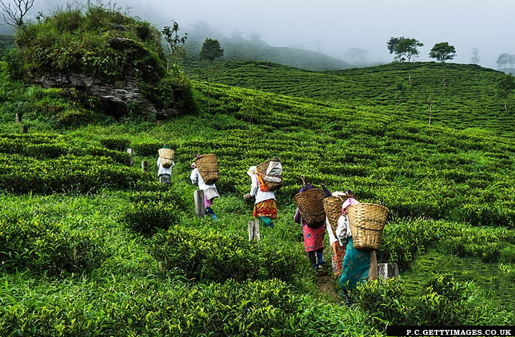 Tea-Tasting-in-Makaibari