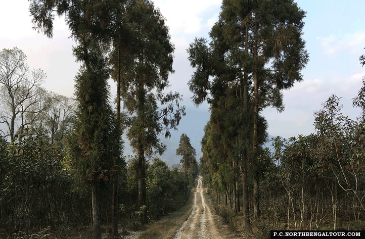 Cinchona-plantations-at-Latpanchar