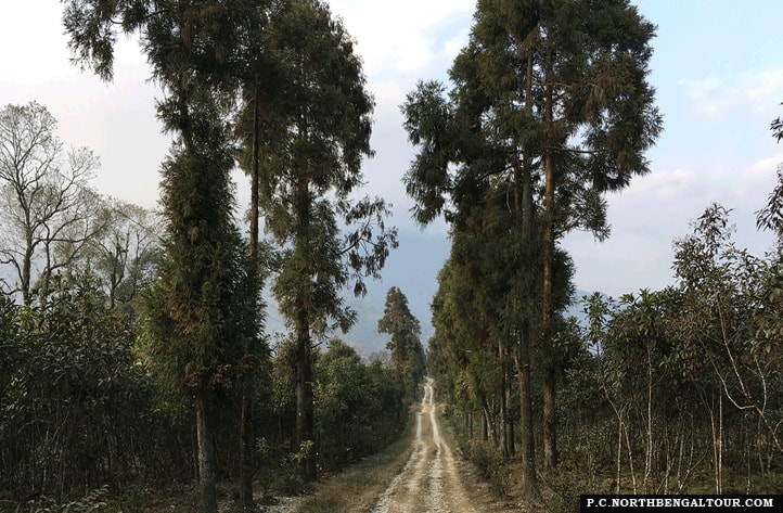 Cinchona-plantations-at-Latpanchar