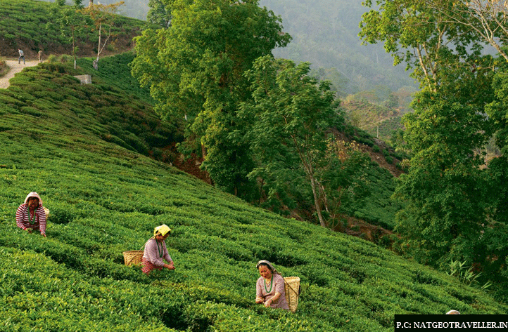 Darjeeling, West Bengal 