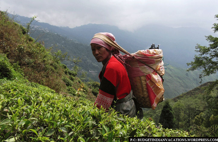 Happy Valley Tea Estate