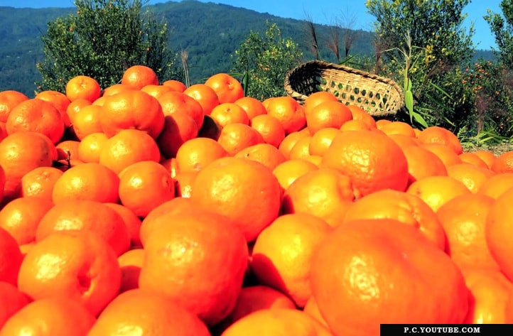 The orange gardens of Sitong