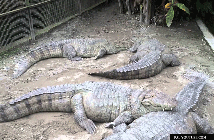 The crocodile breeding farm