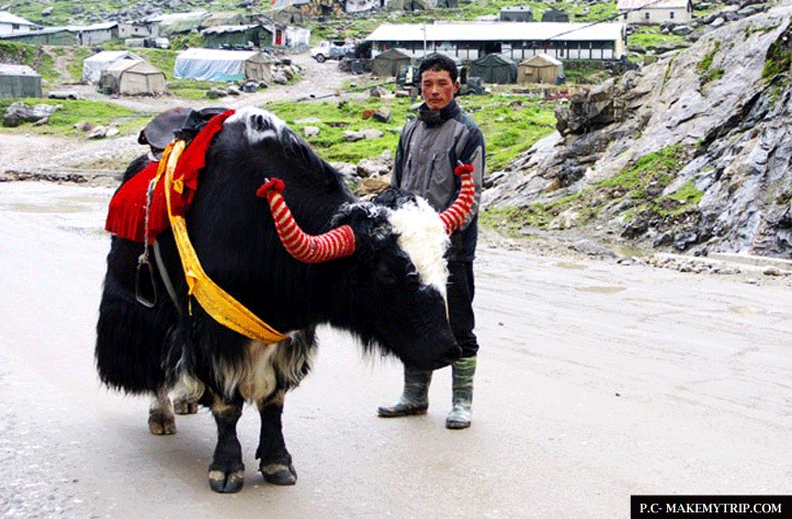 translator Guide in Sikkim