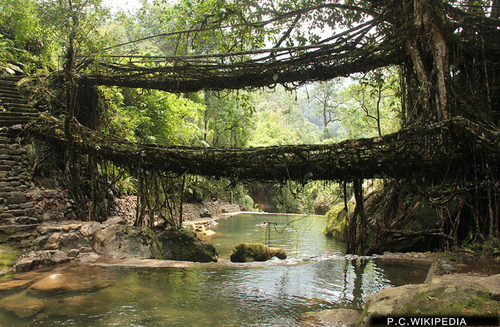 Living-Root-Bridges