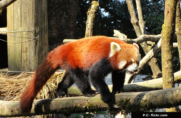 Darjeeling zoo