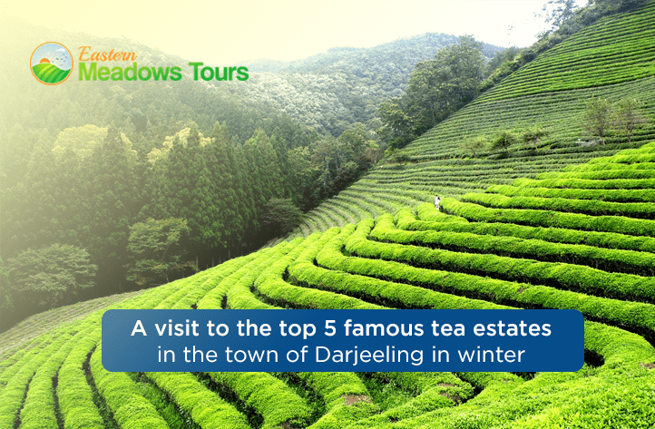 A visit to the top 5 famous tea estates in the town of Darjeeling in winter