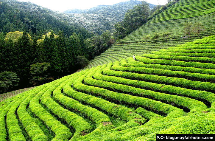green tea gardens