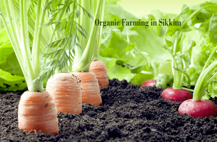 Sikkim-the first Indian state to adopt Organic Farming