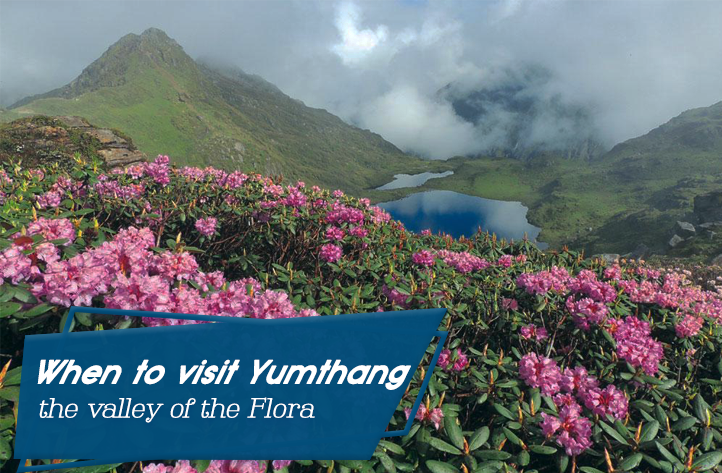 When to visit Yumthang- the valley of the Flora