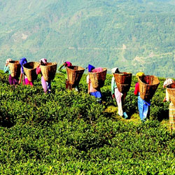 Assam Tour Packages